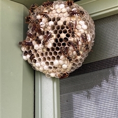 Polistes (Polistes) chinensis (Asian paper wasp) at Dickson, ACT - Today by ICrawford