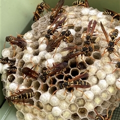 Polistes (Polistes) chinensis at Dickson, ACT - 5 Feb 2025 10:05 AM