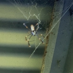 Nephila plumipes (Humped golden orb-weaver) at Copmanhurst, NSW by MazzV