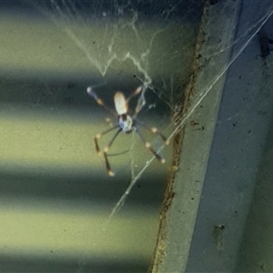 Nephila plumipes (Humped golden orb-weaver) at Copmanhurst, NSW - 21 Dec 2024 by MazzV