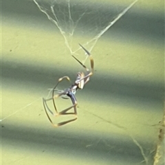 Trichonephila plumipes at Copmanhurst, NSW - suppressed