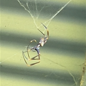 Nephila plumipes at suppressed - suppressed