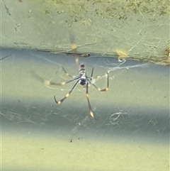 Trichonephila plumipes at Copmanhurst, NSW - suppressed