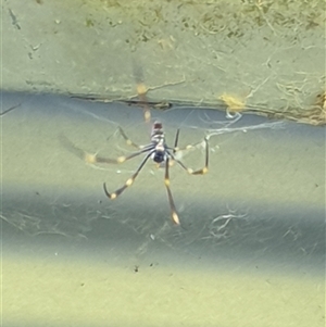 Trichonephila plumipes at Copmanhurst, NSW - suppressed