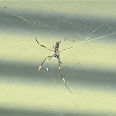 Trichonephila plumipes at Copmanhurst, NSW - suppressed