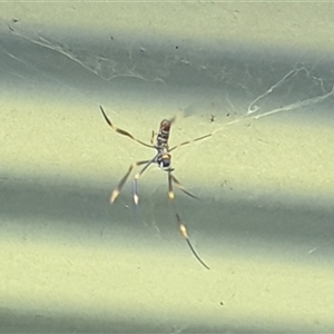Trichonephila plumipes at Copmanhurst, NSW - suppressed