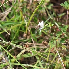 Villa sp. (genus) (Unidentified Villa bee fly) at Lyons, ACT - Today by ran452