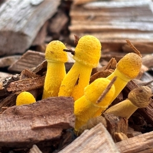 Leucocoprinus birnbaumii (Plantpot Dapperling) at Morpeth, NSW - 5 Feb 2025 by HildaHen