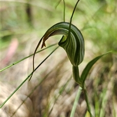 Diplodium decurvum (Summer greenhood) at Cotter River, ACT - 4 Feb 2025 by BethanyDunne