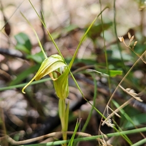 Diplodium decurvum at Cotter River, ACT - suppressed