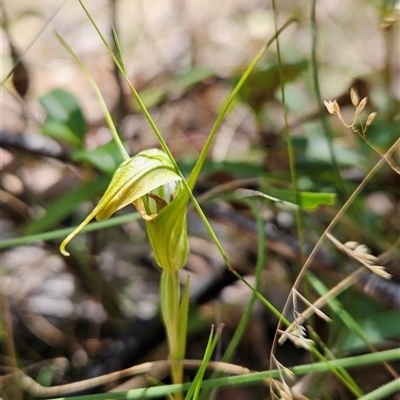 Diplodium decurvum (Summer greenhood) at Cotter River, ACT - 4 Feb 2025 by BethanyDunne