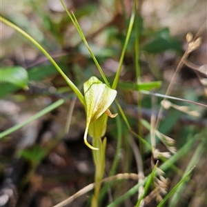 Diplodium decurvum at Cotter River, ACT - suppressed