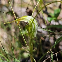 Diplodium decurvum at Cotter River, ACT - suppressed