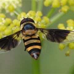 Dideopsis aegrota (A hover fly) at Hall, ACT - Today by Anna123