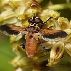 Trichopoda giacomellii (Feather Leg Fly) at Hall, ACT - 5 Feb 2025 by Anna123