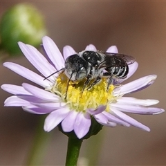 Megachile apicata at Hall, ACT - Today by Anna123