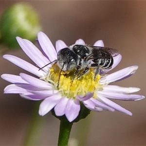 Megachile apicata at Hall, ACT - Yesterday by Anna123