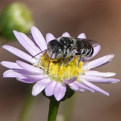 Megachile apicata at Hall, ACT - 5 Feb 2025 by Anna123