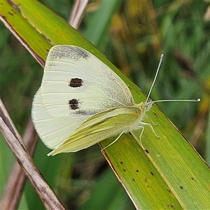 Pieris rapae at Braidwood, NSW - 13 hrs ago