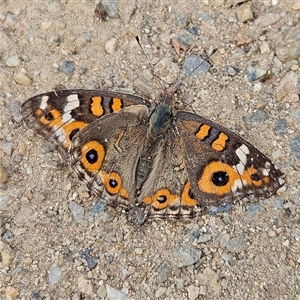 Junonia villida (Meadow Argus) at Braidwood, NSW - Yesterday by MatthewFrawley