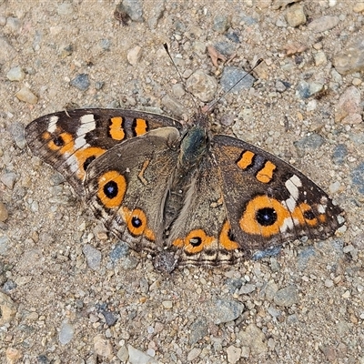 Junonia villida at Braidwood, NSW - Today by MatthewFrawley