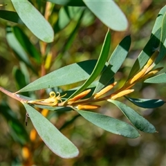 Persoonia glaucescens (Mittagong Geebung) at Bargo, NSW by Snows