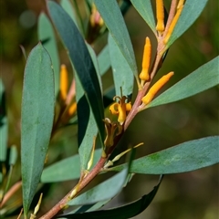 Persoonia glaucescens at suppressed - suppressed