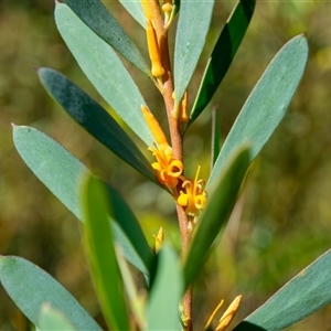 Persoonia glaucescens at suppressed - suppressed