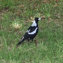 Gymnorhina tibicen (Australian Magpie) at Braidwood, NSW - 5 Feb 2025 by MatthewFrawley