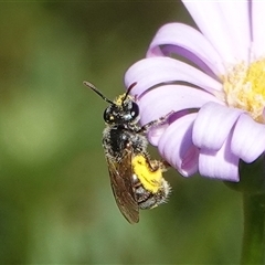 Lasioglossum (Chilalictus) sp. (genus & subgenus) (Halictid bee) at Hall, ACT - Today by Anna123