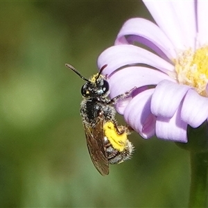 Lasioglossum (Chilalictus) sp. (genus & subgenus) at Hall, ACT - 5 Feb 2025 11:07 AM