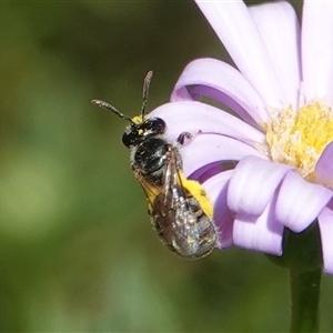 Lasioglossum (Chilalictus) sp. (genus & subgenus) at Hall, ACT - 5 Feb 2025 11:07 AM