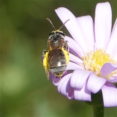 Lasioglossum (Chilalictus) sp. (genus & subgenus) at Hall, ACT - 5 Feb 2025 11:07 AM