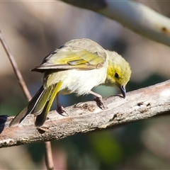 Ptilotula penicillata (White-plumed Honeyeater) at Bellmount Forest, NSW - 4 Feb 2025 by jb2602