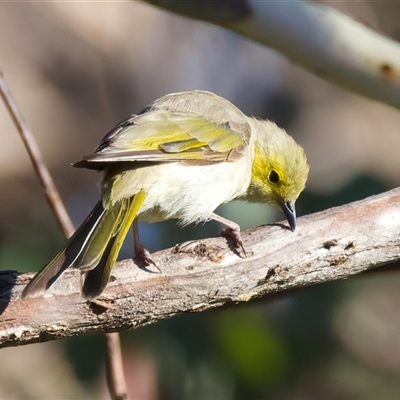 Ptilotula penicillata at Bellmount Forest, NSW - 4 Feb 2025 by jb2602