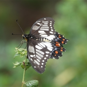 Papilio anactus at Hall, ACT - 5 Feb 2025 10:31 AM