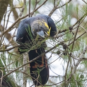Calyptorhynchus lathami lathami at Penrose, NSW - suppressed