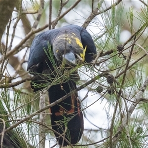 Calyptorhynchus lathami lathami (Glossy Black-Cockatoo) at Penrose, NSW - Yesterday by NigeHartley