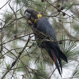 Calyptorhynchus lathami lathami at Penrose, NSW - suppressed