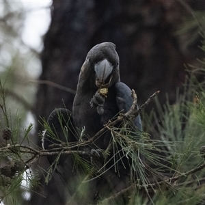 Calyptorhynchus lathami lathami at Penrose, NSW - suppressed