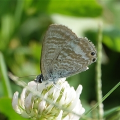 Lampides boeticus (Long-tailed Pea-blue) at Hall, ACT - Today by Anna123