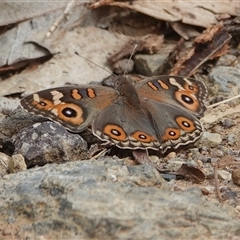 Junonia villida (Meadow Argus) at Wallaroo, NSW - 1 Feb 2025 by Anna123