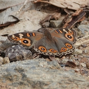 Junonia villida (Meadow Argus) at Wallaroo, NSW - 1 Feb 2025 by Anna123