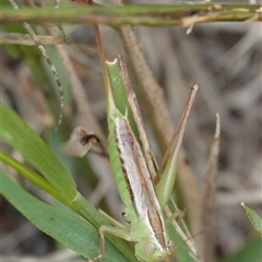 Conocephalus semivittatus (Meadow katydid) at Wallaroo, NSW - 1 Feb 2025 by Anna123