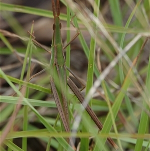 Acrida conica (Giant green slantface) at Wallaroo, NSW - 1 Feb 2025 by Anna123