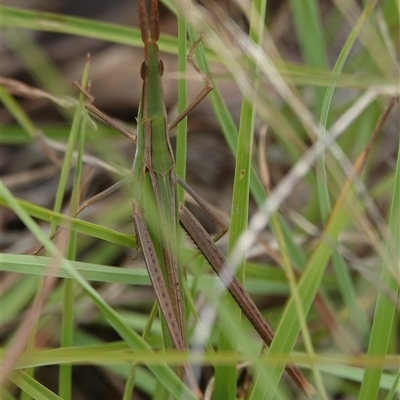 Acrida conica (Giant green slantface) at Wallaroo, NSW - 1 Feb 2025 by Anna123