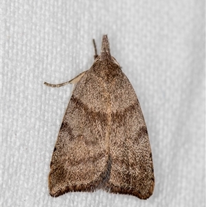 Tortricopsis euryphanella at Melba, ACT - 14 Nov 2018 01:05 PM