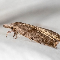 Tortricopsis euryphanella at Melba, ACT - 14 Nov 2018 01:05 PM