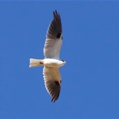 Elanus axillaris (Black-shouldered Kite) at Bellmount Forest, NSW - Yesterday by jb2602