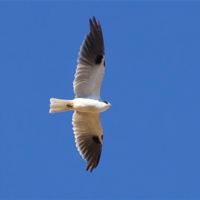 Elanus axillaris (Black-shouldered Kite) at Bellmount Forest, NSW - Yesterday by jb2602